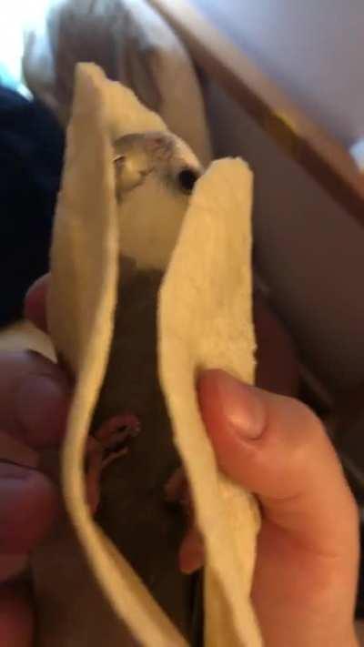 This is food subreddit now, yes?