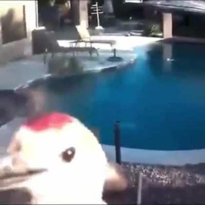 DRONE TRYING TO DESTROY EVIDENCE, WE MUST SPREAD THE TRUTH