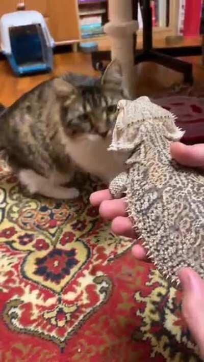 My cat loves her brother