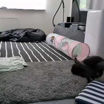 This is my bunny. She loves zoomies.