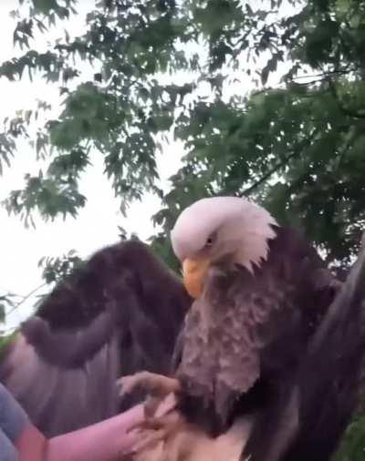 Bald eagle rescued from Kentucky backyard