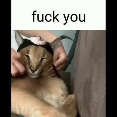 no more funny cat hat