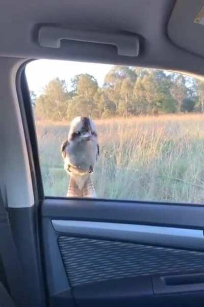 To get rid of a kookaburra