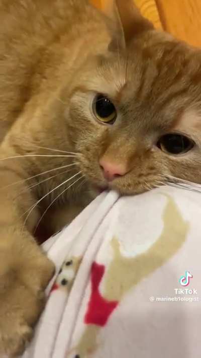 If anyone asks what Orange is, show them this. This is Orange.