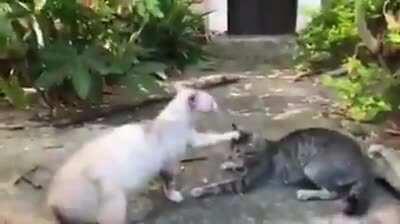 Ama!! Los michis ya están jugando a 