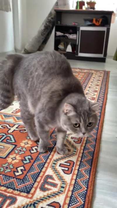 Sometimes she acts scared idk why