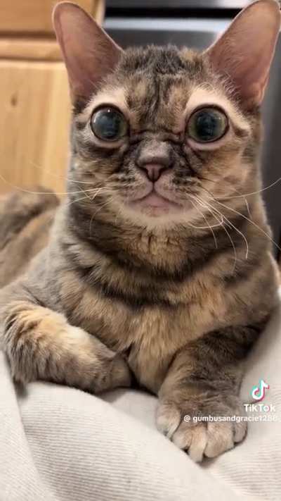 Meditation facilitator wunk