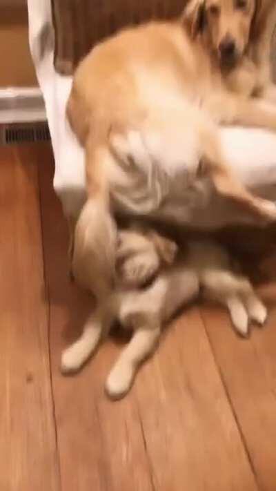 Tails are toys! shoutout to big brother Bodie for being a good sport about it