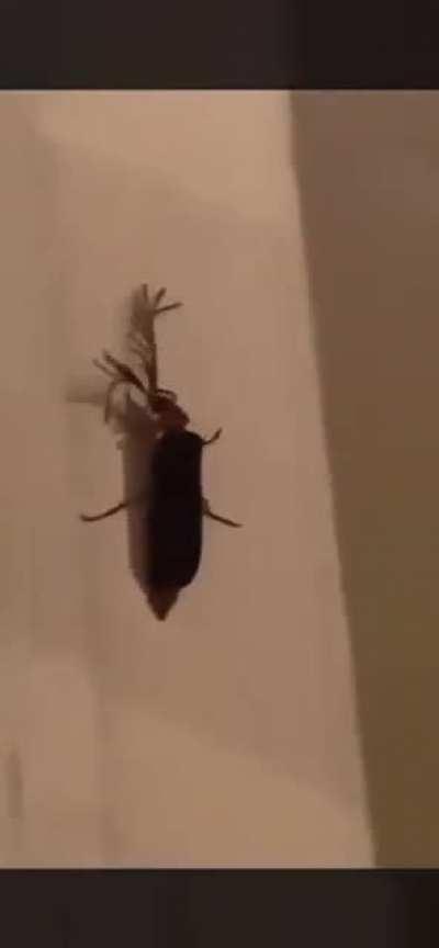 Eyelash bug