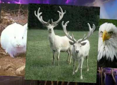 Brutus meets Marauders (cursed)