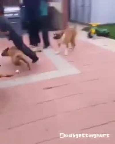 Dog pulled a Tokyo Drift on Child