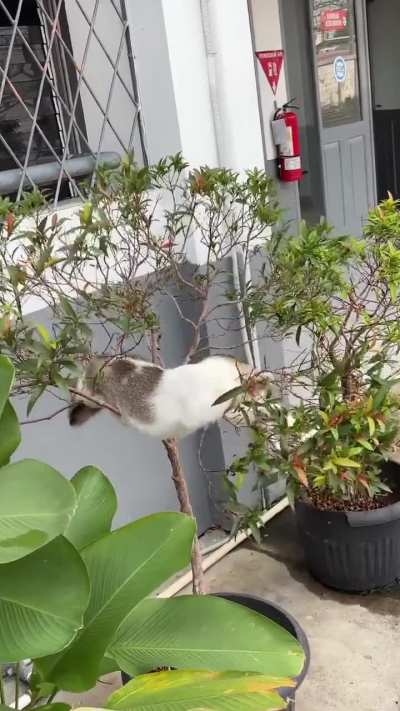 That's a strange fruit... 😹