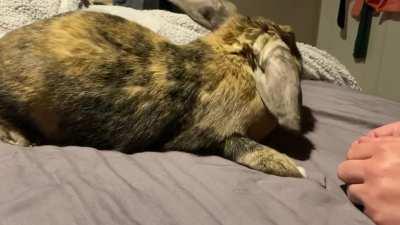 Maddie really really REALLY loves to have head massages from her papa (and only papa)