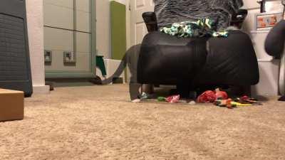 Be patient, the stuffies will arrive shortly! r/catscarryingstuffies