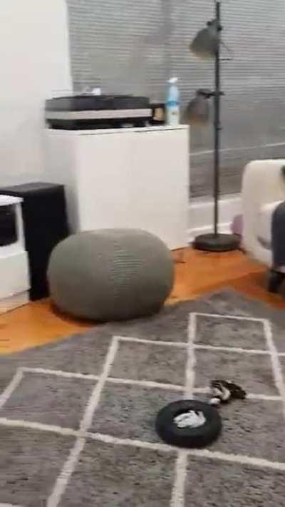 Anyone else have a flat earther dog?