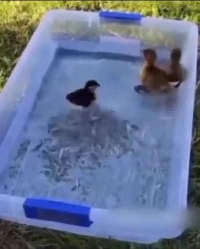 Recuerden refrescar a sus patitos
