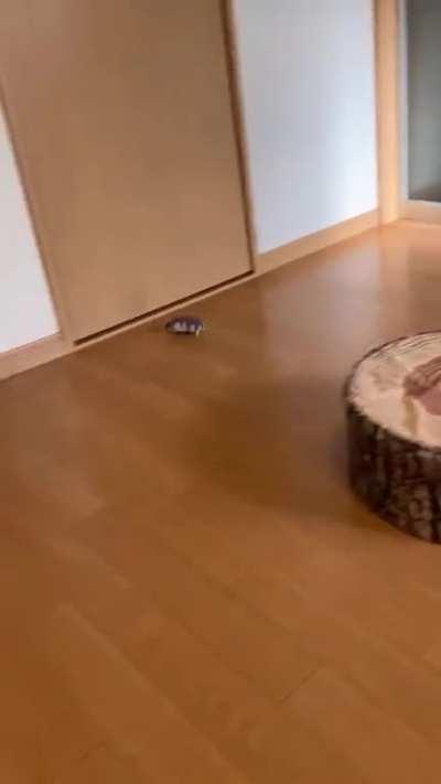 Is he the fastest hamster?