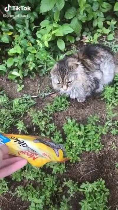 He prefers the Blue Wilderness brand