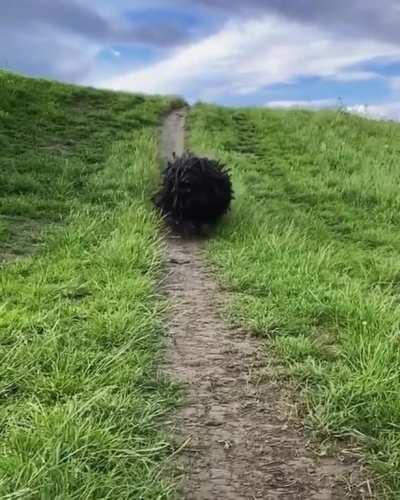 Watch out! Mop incoming!