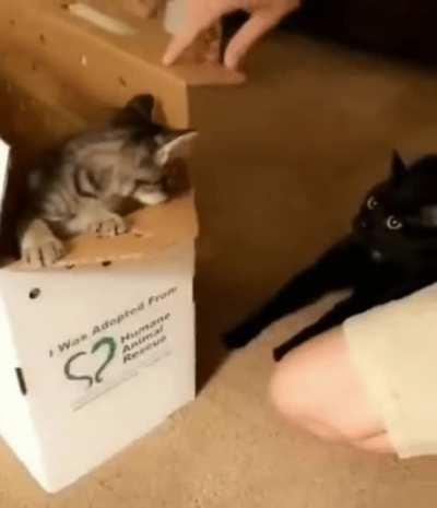 What the hell is that?!?