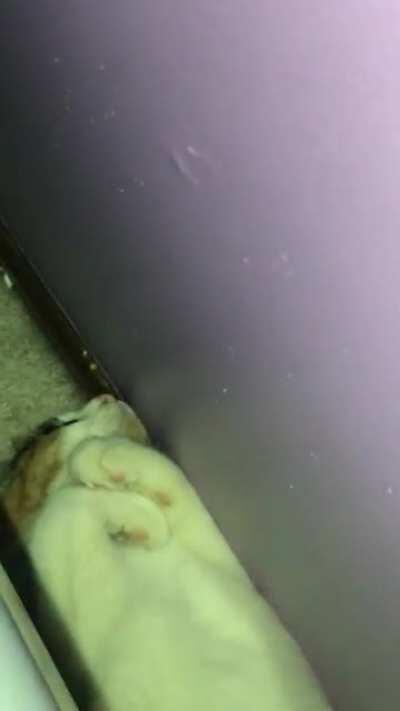 My kitten sleeps like this?? It is 4:30am and she is literally purring while laying on her back in the space between my bed and the wall 🤦🏻‍♀️