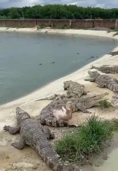 Duck barely dodges 2 opportunities for death