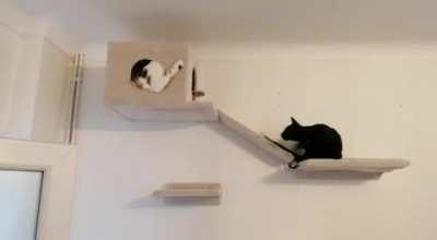 Brother and sister are just as crazy as each other... Part Bengal, part monkey.