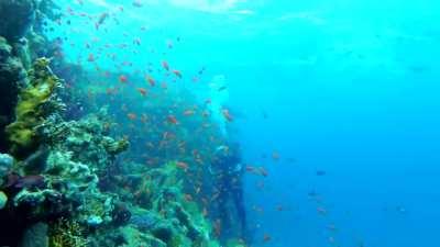 Multi colored fish in the reef