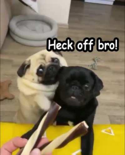 Pug fight