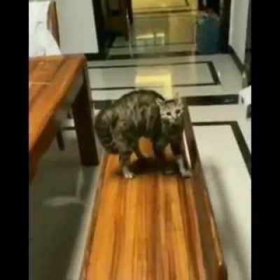 Cat is ready for battle!