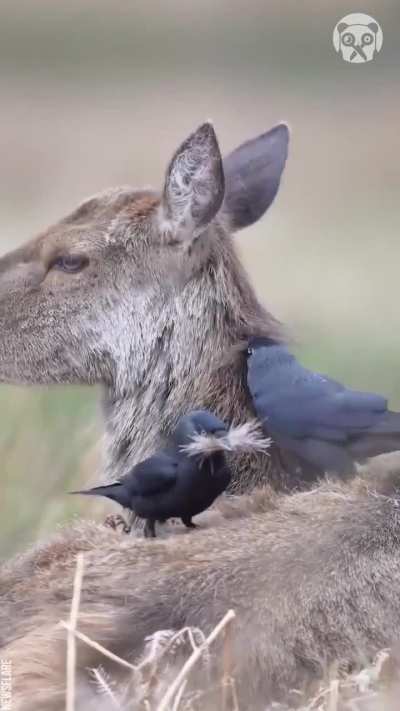 Because of the clarity and focus to capture “the event”not “the characters”