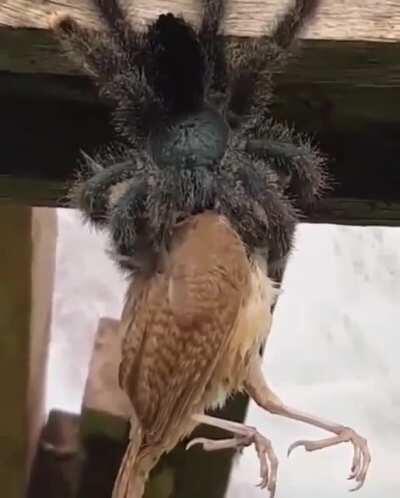 Tarantula spider eating a bird