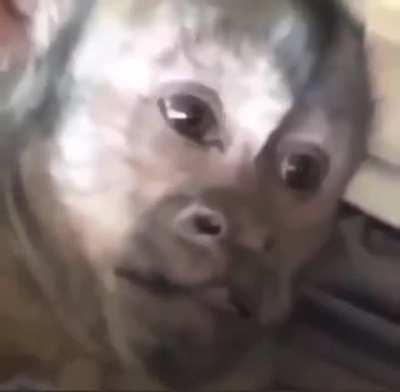 Wat da monke doin