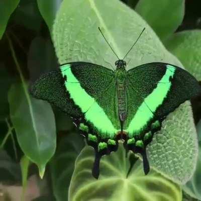 🔥 Irridiscent Butterfly