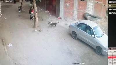 Cat saves child from dog attack