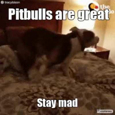 Pitbull haters when nobody laughs at their shit joke