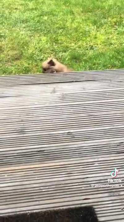 This Pom TikTok was too good not to share😂