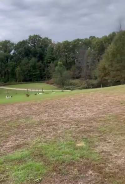 RC car in a dog park.