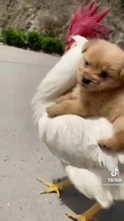 Dog Riding a Rooster