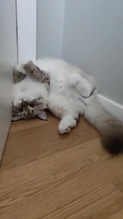 My weirdo cute cat to make your day better even for a moment!