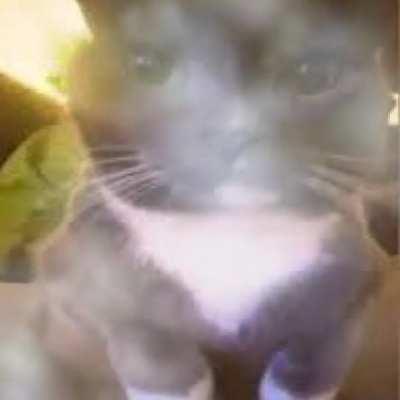 In my restless dreams... i see that town... lobotomyposting