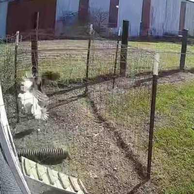 The rooster saves the hen from a hawk..