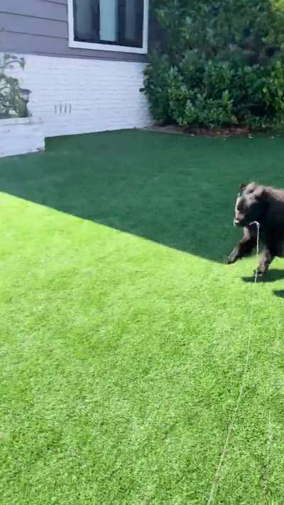 Old lady zoomies on the fake grass yard