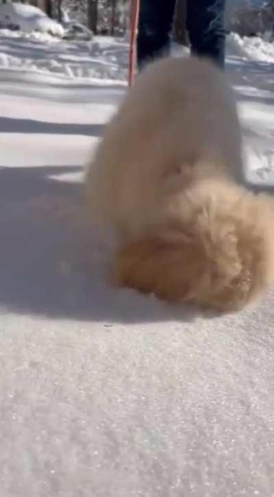 Pup face pushing himself into snow