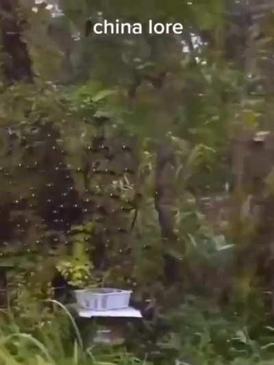 A lore da china me assusta