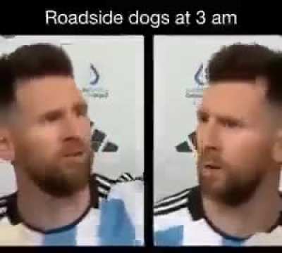 Los gatos en el techo a las 3 de la mañana.