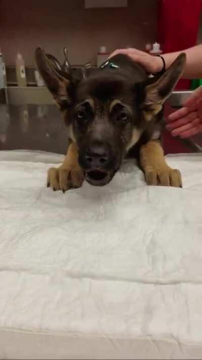 Puppy and the technicolor vomit