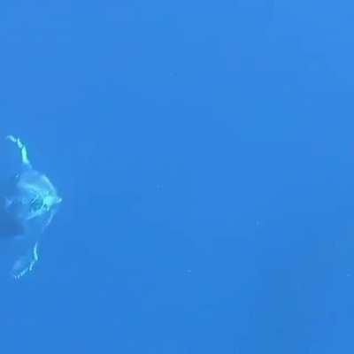 I don’t know if this has been shared before here!