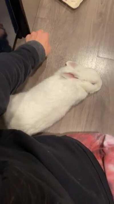 This delightful noodle does the ultimate relax right next to her hooman ma!