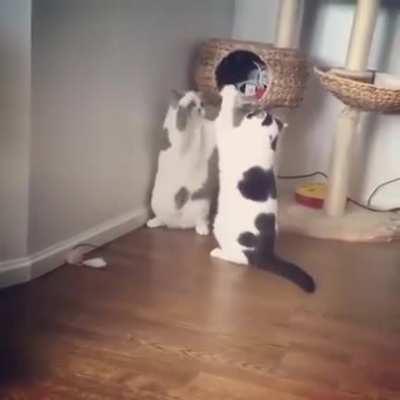 Best Chonky Boxing Match Ever 🙌